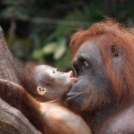 Orang Oetans
